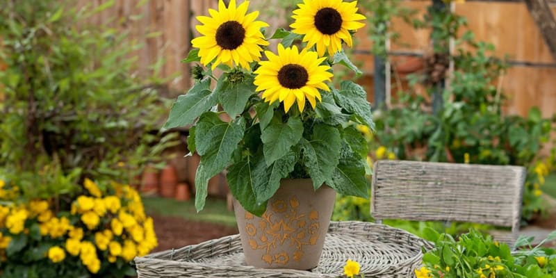 Chậu hướng dương trang trí không gian quán ấn tượng