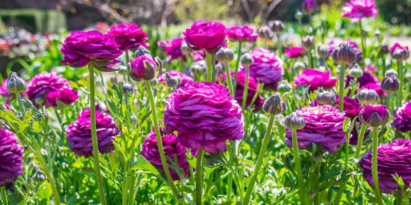 Chọn địa chỉ cung cấp hoa mao lương chất lượng