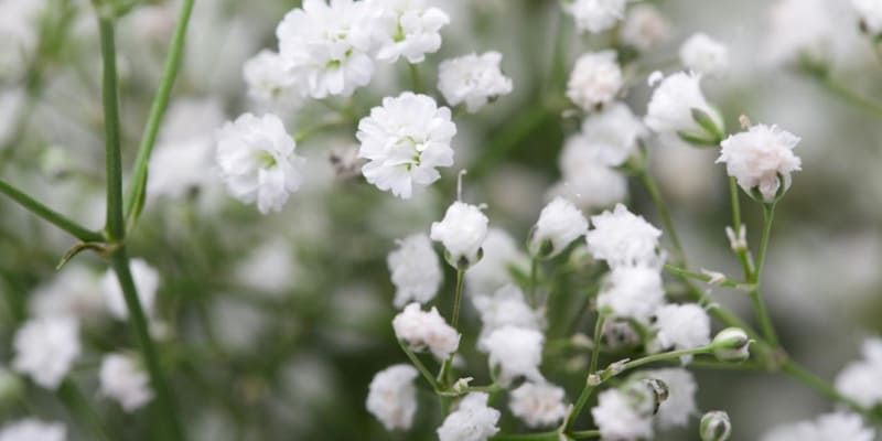 Chú trọng tới chăm sóc để hoa baby phát triển mạnh