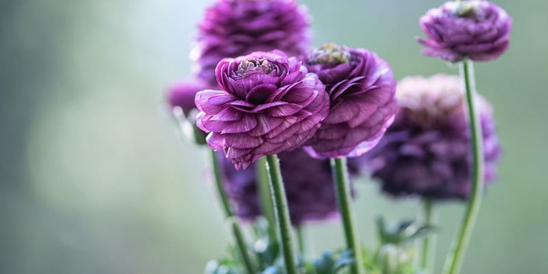 Chú ý bón phân để cây hoa mao lương phát triển tốt