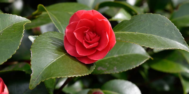 Chú ý chăm sóc hoa thu hải đường hiệu quả