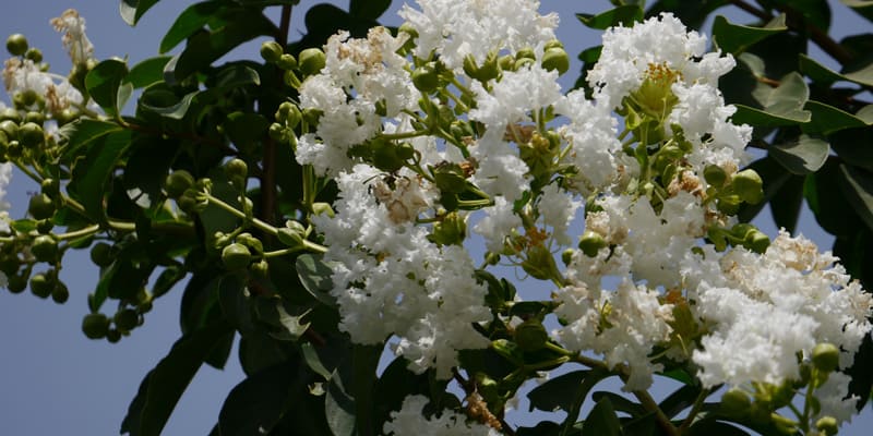 Chú ý đảm bảo ánh sáng khi trồng hoa tường vi