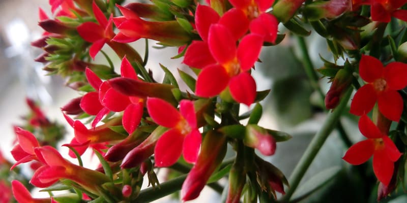 Chú ý tưới nước cho cây hoa sống đời