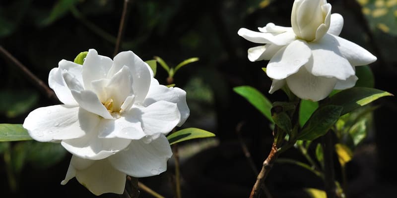 Chuẩn bị đất trồng hoa dành dành