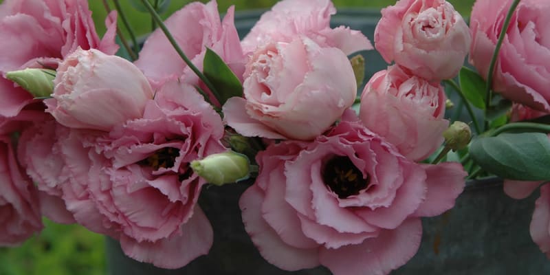 Chuẩn bị đầy đủ yếu tố thuận lợi trước khi trồng hoa cát tường