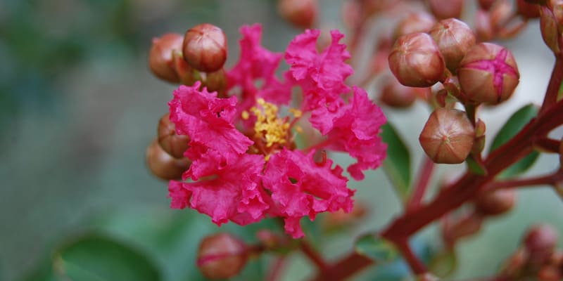 Công dụng với sức khỏe của hoa tường vi