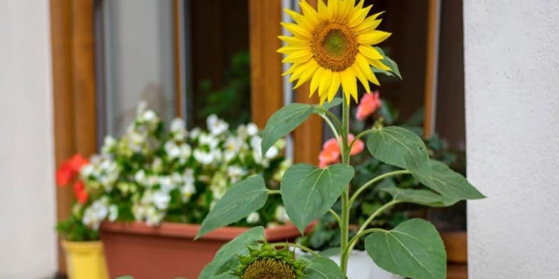Đặt hoa hướng dương ngoài trời giúp cây phát triển tốt