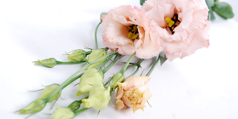 Đóa tường lan ấn tượng, đẹp mắt