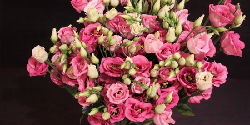 Đóa tường lan khiến bao người xuyến xao