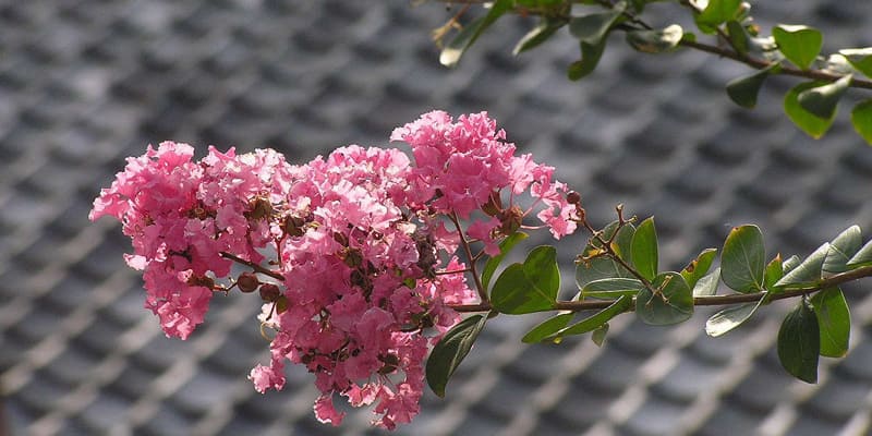 Hình ảnh hoa tường vi phổ biến trong nghệ thuật