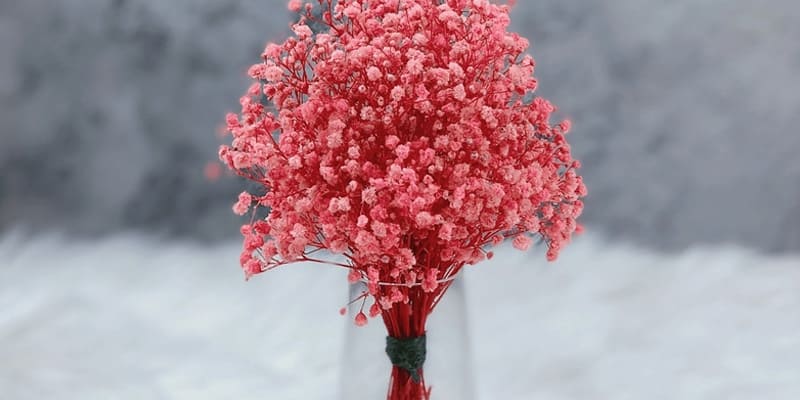 Hoa baby đỏ độc đáo, rực rỡ