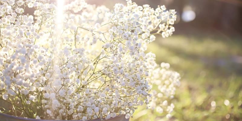 Hoa baby nổi bật với những cánh hoa nhỏ xinh