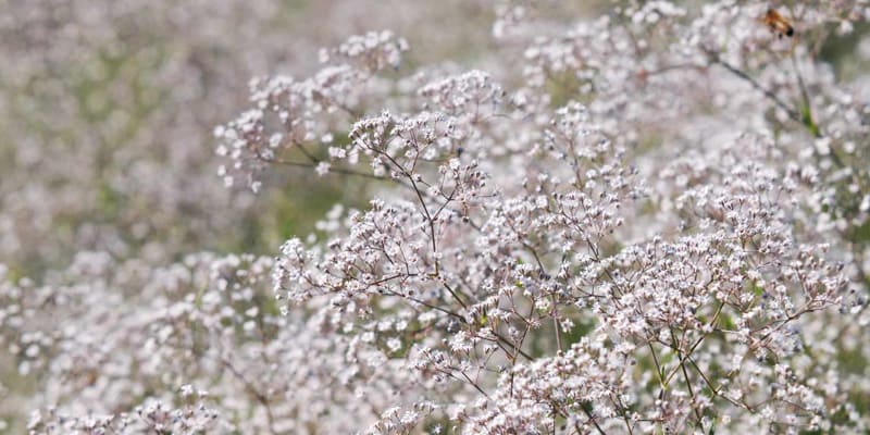 Hoa baby xuất hiện nhiều trong thơ ca