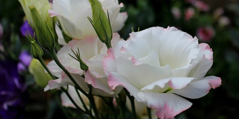 Hoa cát tường là cây trồng có giá trị kinh tế cao