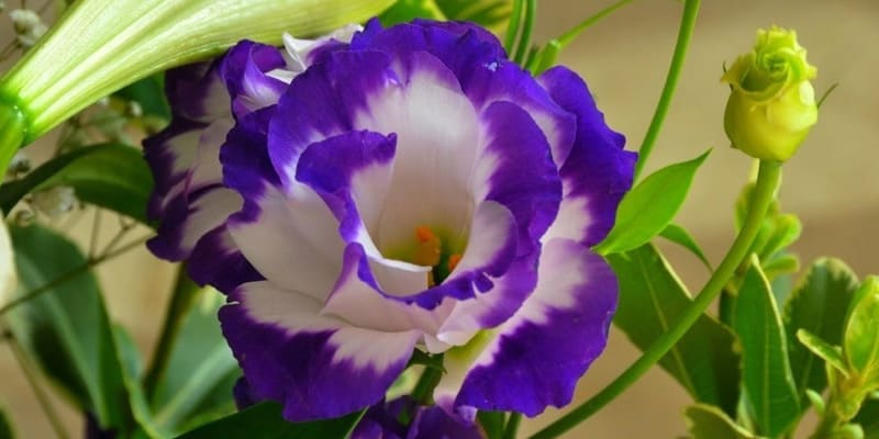 Hoa cát tường là giống hoa được nhiều người lựa chọn trồng trang trí