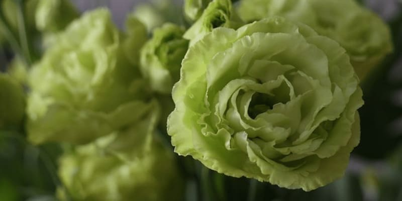 Hoa cát tường xanh biểu trưng cho may mắn và sự phồn thịnh