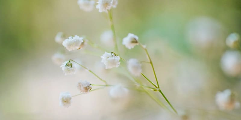 Hoa chấm bi trắng quyến rũ, ngọt ngào