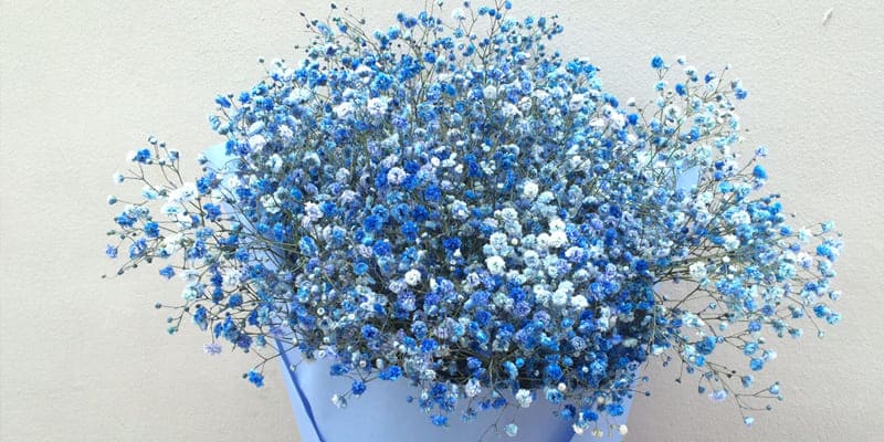 Hoa chấm bi xanh ấn tượng, hấp dẫn