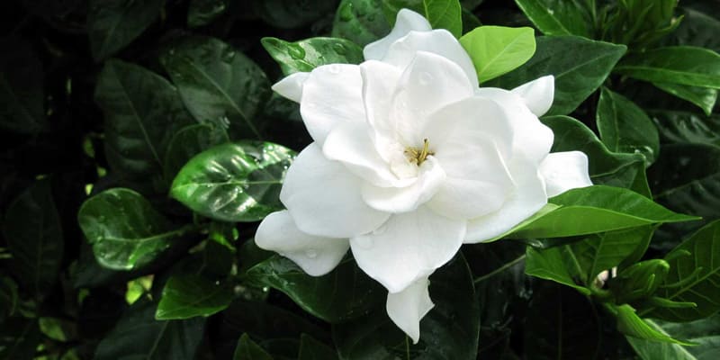 Hoa chi tử có nhiều giá trị