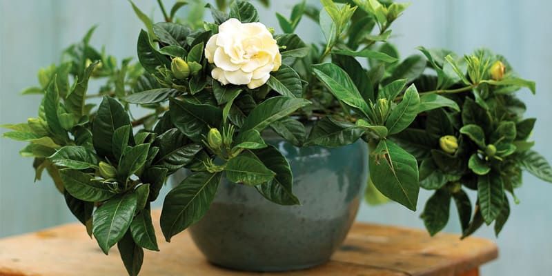 hoa chi tử được nhiều người yêu thích