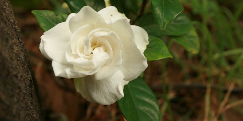 Hoa chi tử được sử dụng nhiều trong ẩm thực