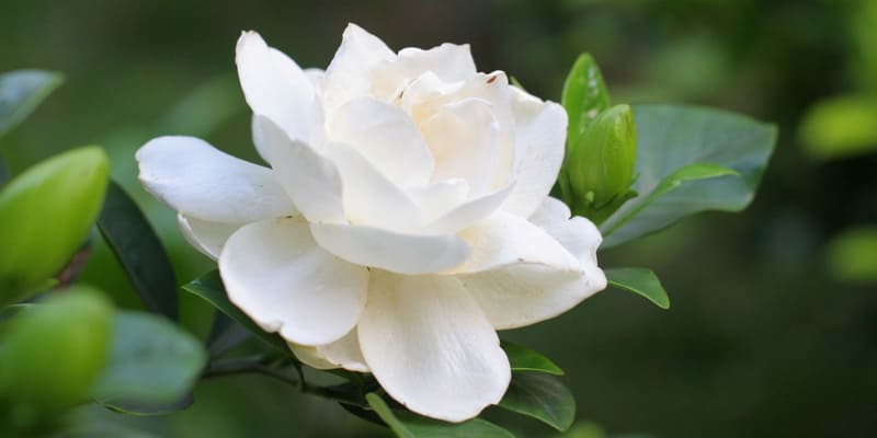 Hoa dành dành là giống hoa phổ biến tại nước ta