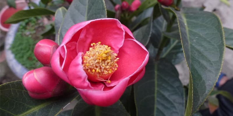 Hoa hải đường là giống hoa được trồng phổ biến trong nước