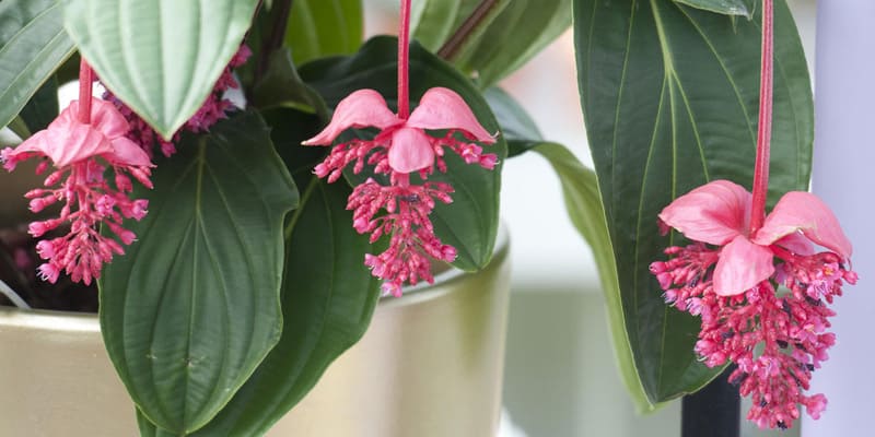 Hoa hòn ngọc viễn đông được trồng làm cảnh phổ biến