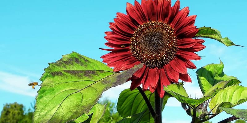 Hoa hướng dương trồng bằng phương thức giâm cành hiệu quả