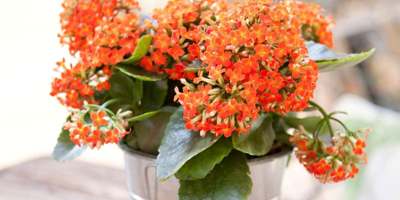 Hoa lá bỏng có nhiều công dụng hữu ích