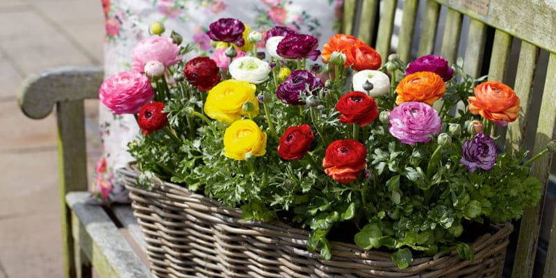 Hoa mao lương có nhiều công dụng hữu ích trong y học