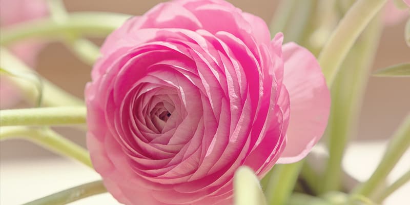 Hoa mao lương hồng độc đáo