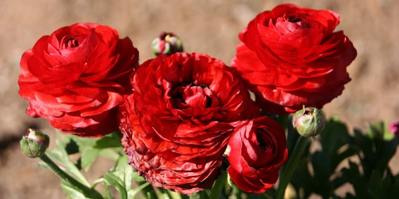 Hoa mao lương là loài hoa có vẻ đẹp đặc biệt