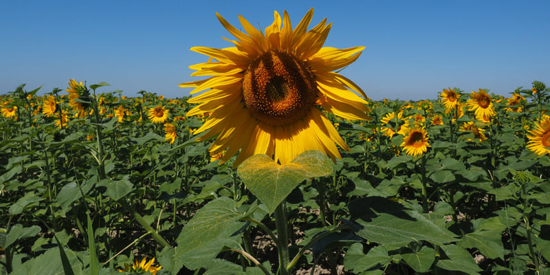 Hoa mặt trời đẹp mắt, được nhiều người yêu thích