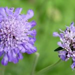 Hoa Scabiosa
