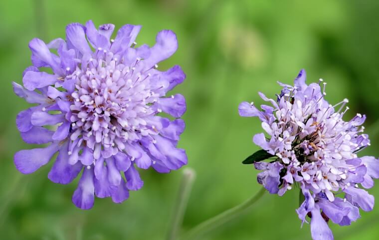 Hoa Scabiosa