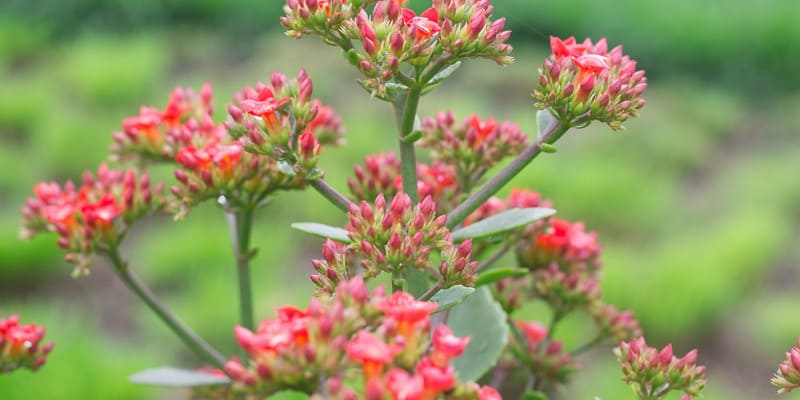 Hoa sống đời có nhiều giá trị trong trang trí không gian