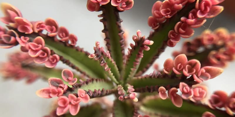 Hoa sống đời có nhiều ý nghĩa trong phong thủy