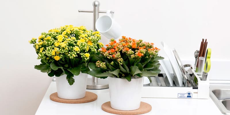 Hoa sống đời đẹp mắt, ý nghĩa trong nghệ thuật