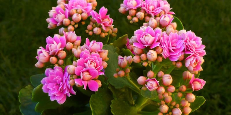 Hoa sống đời được trồng trang trí phổ biến