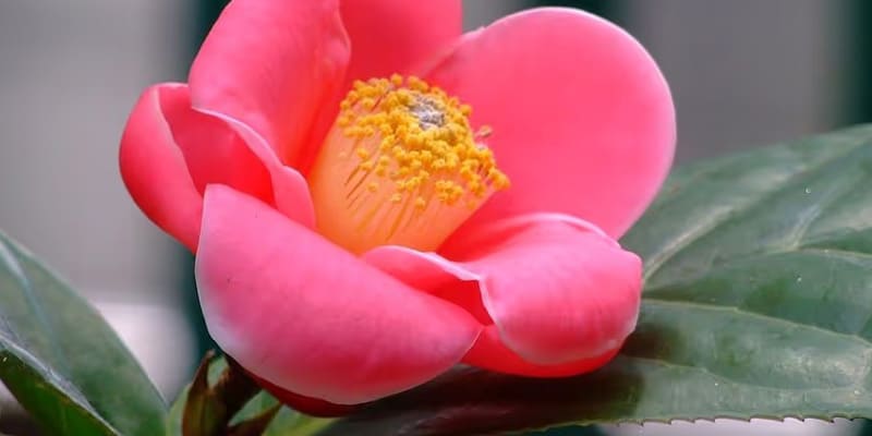 Hoa thu hải đường có nhiều giá trị trong y học