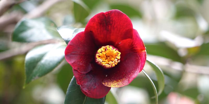 Hoa thu hải đường mang tới may mắn, tài lộc