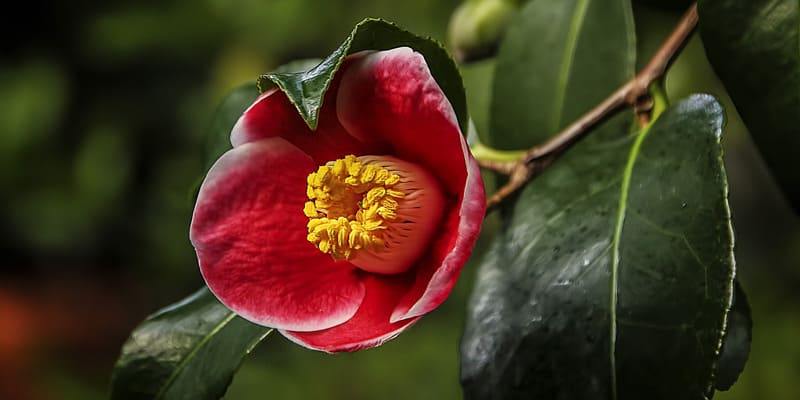 Hoa thu hải đường nở bên hiên nhà