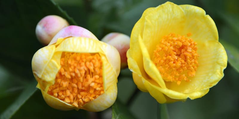 Hoa thu hải đường vàng sang trọng