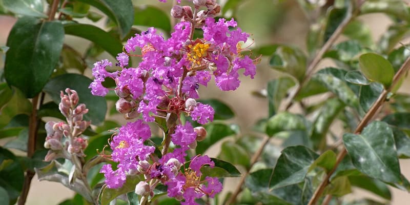 Hoa tử vi dễ trồng, sai hoa