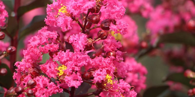 Hoa tử vi lung linh trong nắng