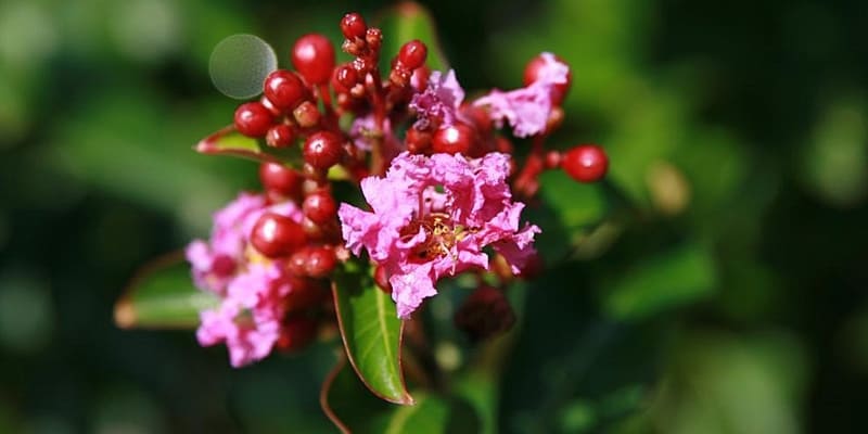 Hoa tử vi màu hồng phấn ngọt ngào, nhẹ nhàng