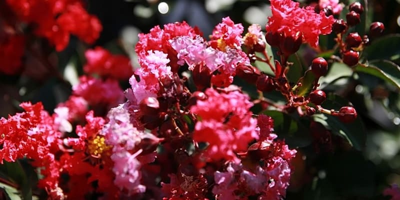 Hoa tử vi nở rộ bên hiên