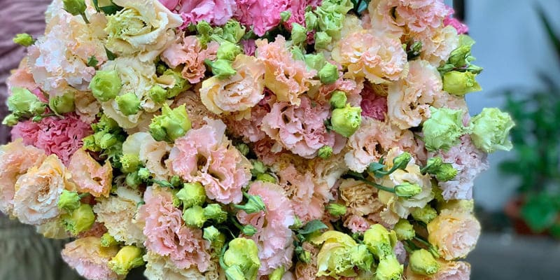 Hoa tường lan có nhiều màu sắc ấn tượng