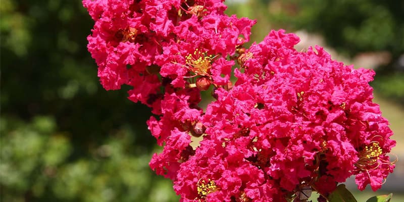 Hoa tường vi là giống hoa được nhiều người yêu thích